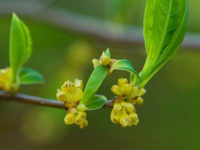 Lindera benzoin - linderovka benzoin - pupen květ